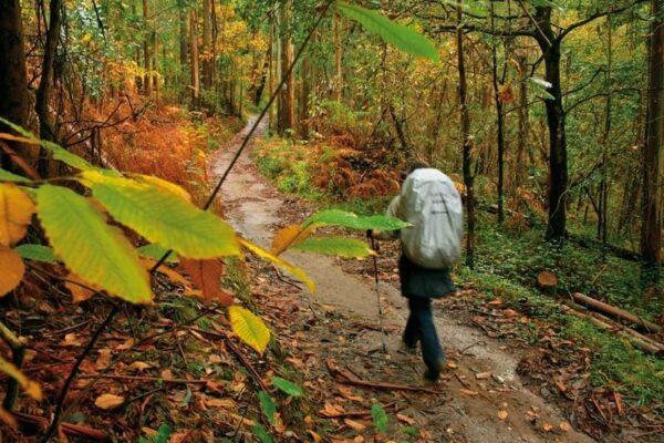 La Gran Obra de los Caminos de Santiago-Camino Inglés (VOLUMEN XVI) - Imagen 6