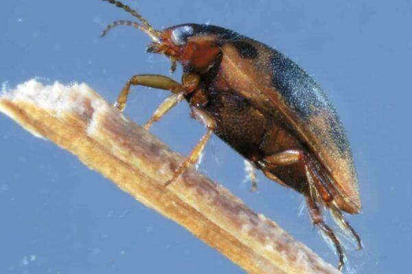 Macroinvertebrados de las aguas dulces de Galicia - Imaxe 2